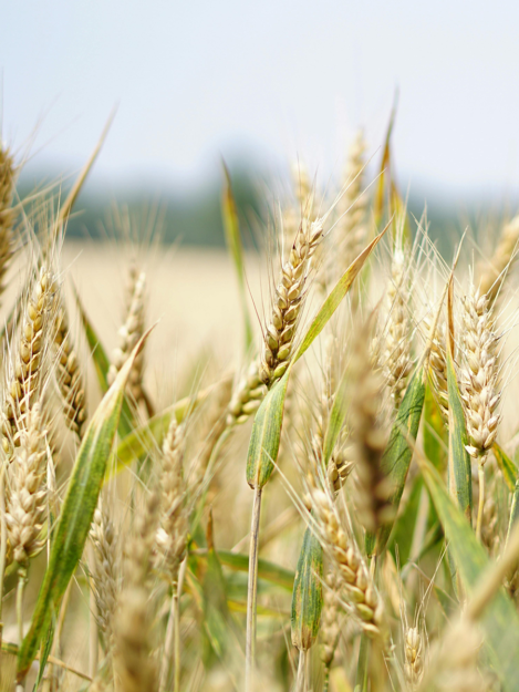 proyecto agricultura