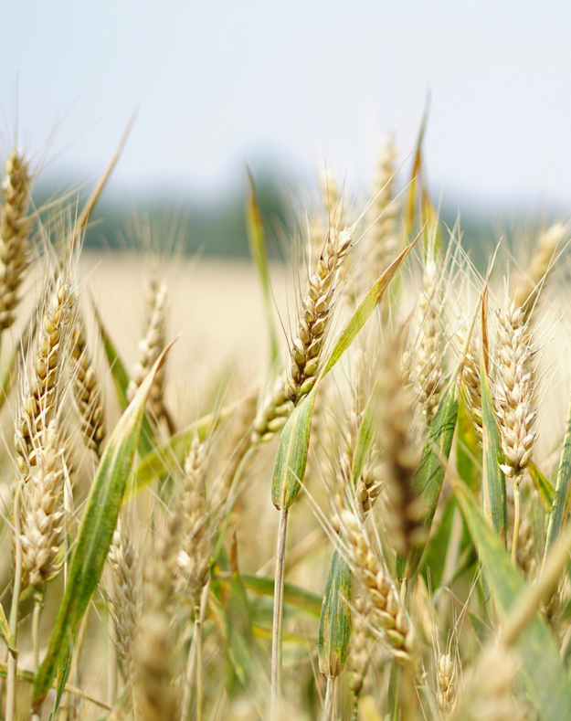 proyecto agricultura