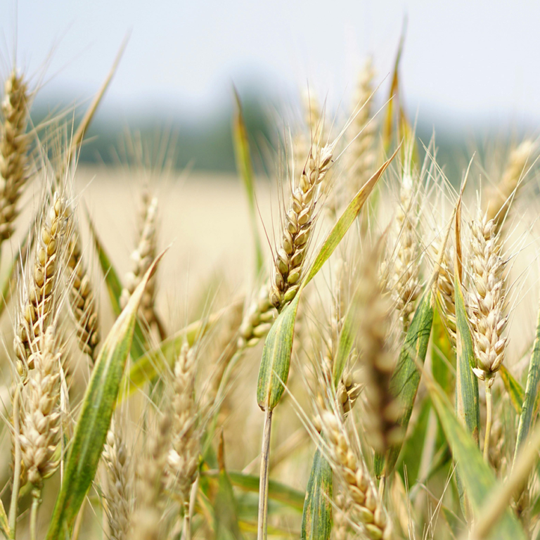 proyecto agricultura proyecto agricultura