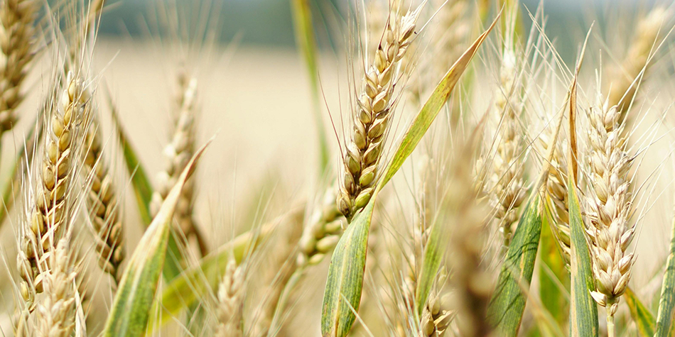 proyecto agricultura